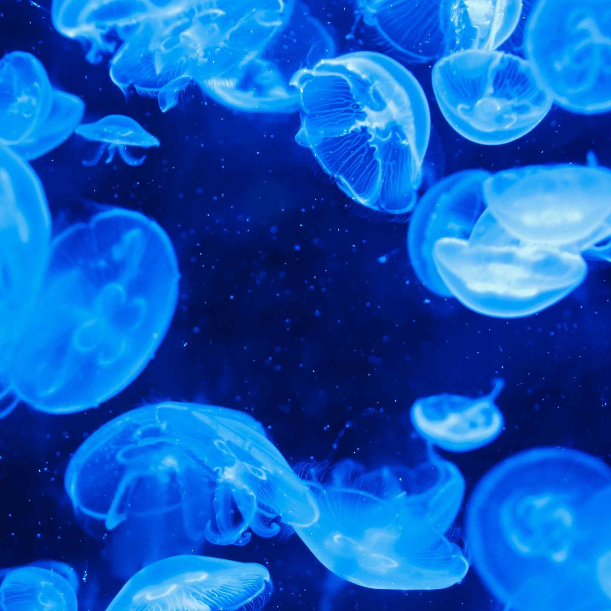 Ocean Glow Collection